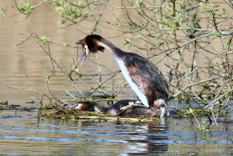 Svasso maggiore (Podiceps cristatus)